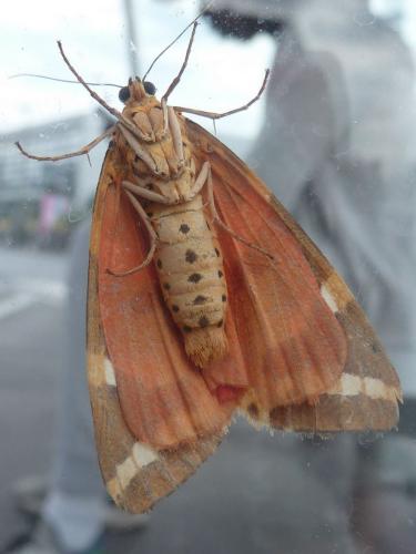 Euplagia quadripunctaria